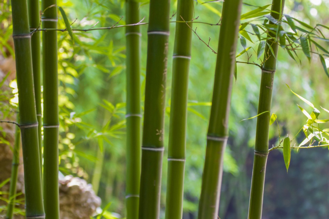 Action plan to substitute plastic with bamboo launched